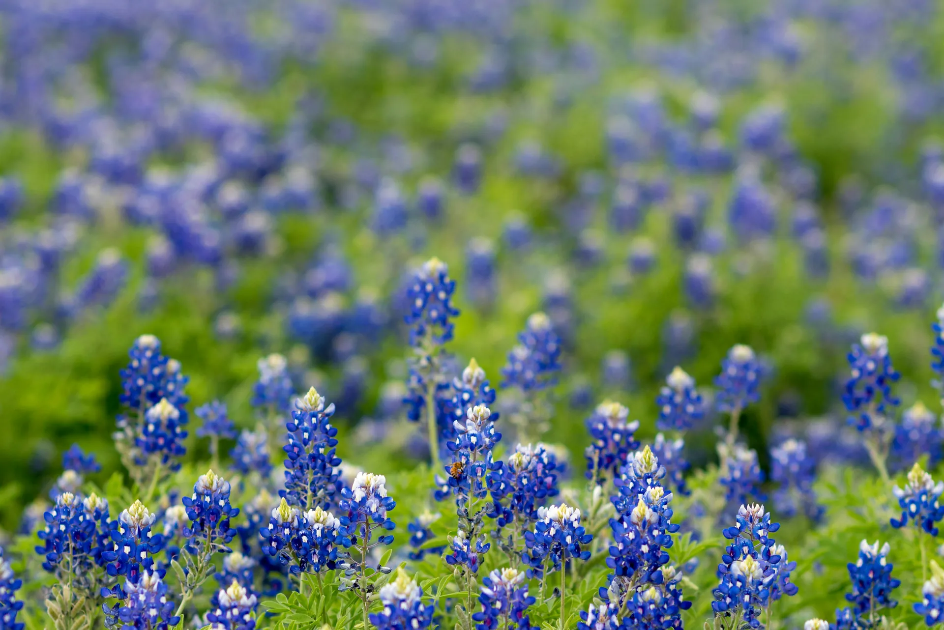 Texas bluebonnet wildflowers in the Hill Country