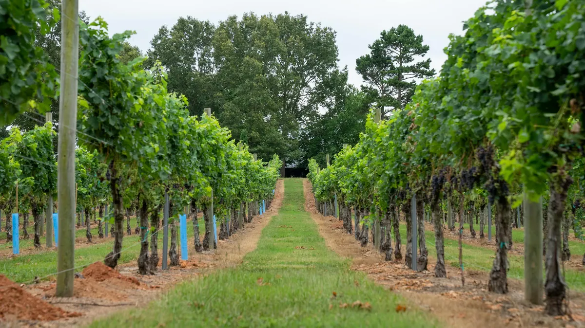 Vineyard rows in Hill Country